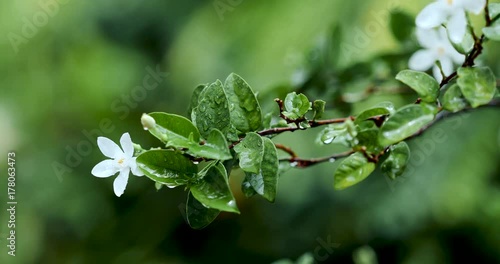 Close up fresh green leaf branch with white flower in the garden after the rain in the morning , fresh time after raining concept , nature ambient sound of bird and wind included , 4K Dci resolution