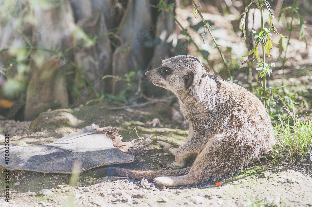 Fototapeta premium Suricate