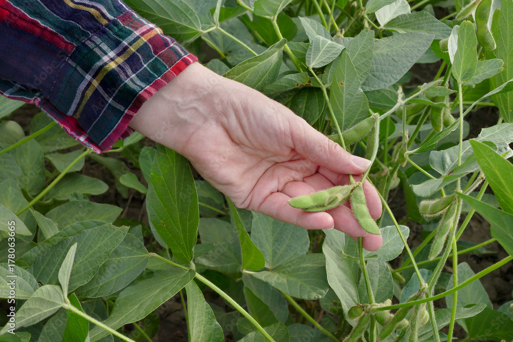 Farmer or agronomist examining green soybean plant in field, closeup of hand and crop