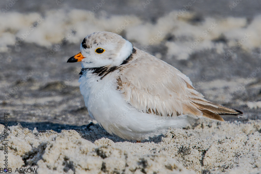 Fototapeta premium Piping Plover