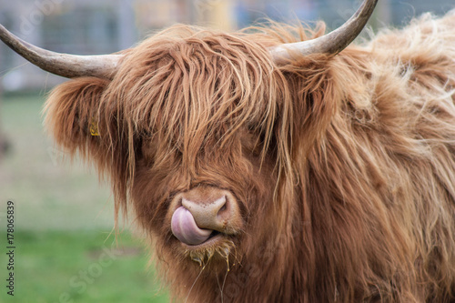 Fotografia Highland Cow Tongue up Nose