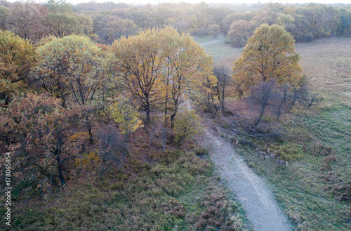 Aerial view of forest and wild animals