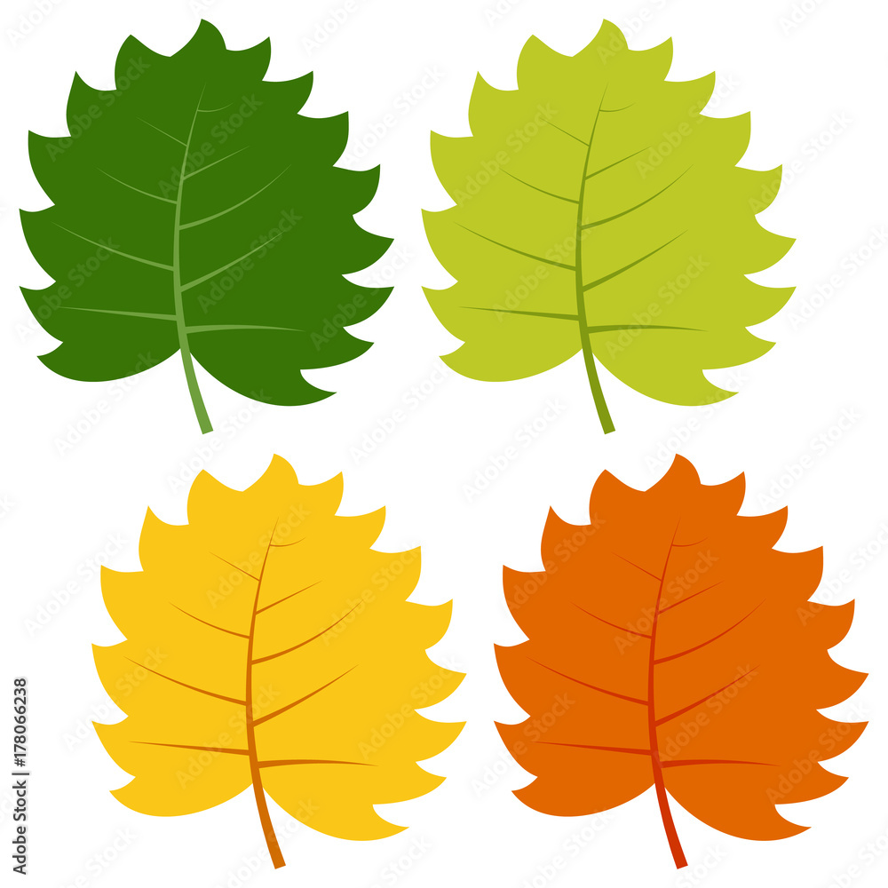Fototapeta premium Set of green, yellow and red leaves isolated on white background. Vector illustration of autumn leaves. 