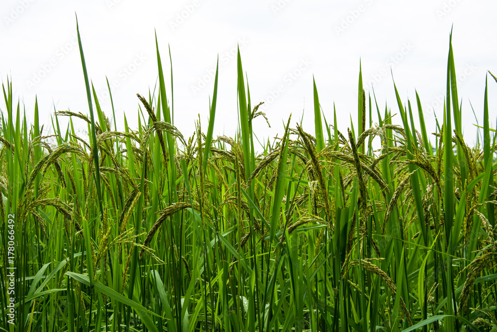 Asia rice farm landscape background