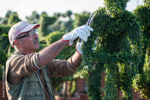 Vászonkép Professional gardener at work, practicing topiary art