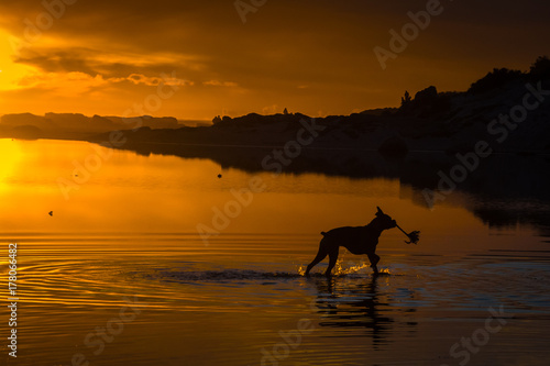 A dog plays with a stick in a lagoon at sunset