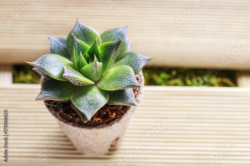 Succulent plants on table