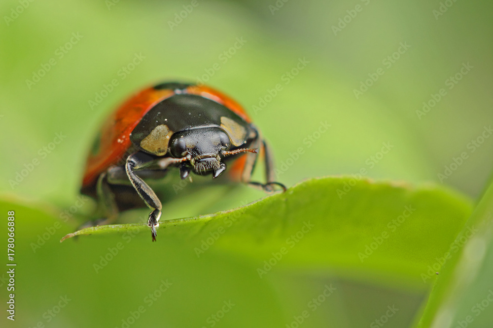 Fototapeta premium Coccinelle rouge et noire à sept points sur une feuille de plante au printemps. Bête à Bon Dieu en gros plan dans la nature.