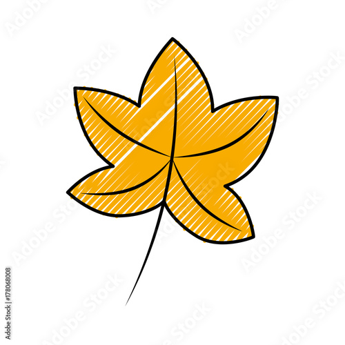 autumn leaf maple foliage flora decoration