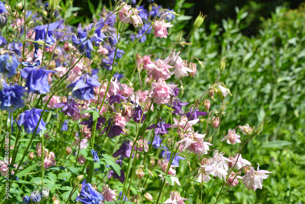 Pink and blue columbines flowers