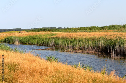 Small summer river overgrown with reeds