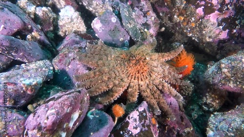 Sunflower starfish (pycnopodia heliathoides)
