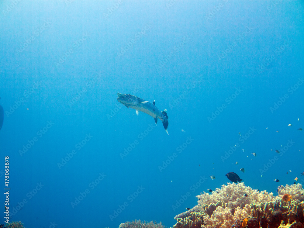 Obraz premium Unterwasser Ägypten