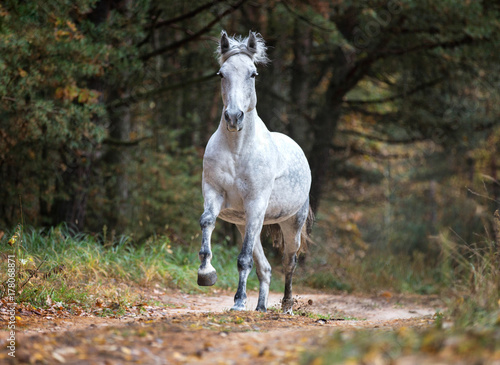 Fototapeta Naklejka Na Ścianę i Meble -  Arabian horse running free in autumn forest