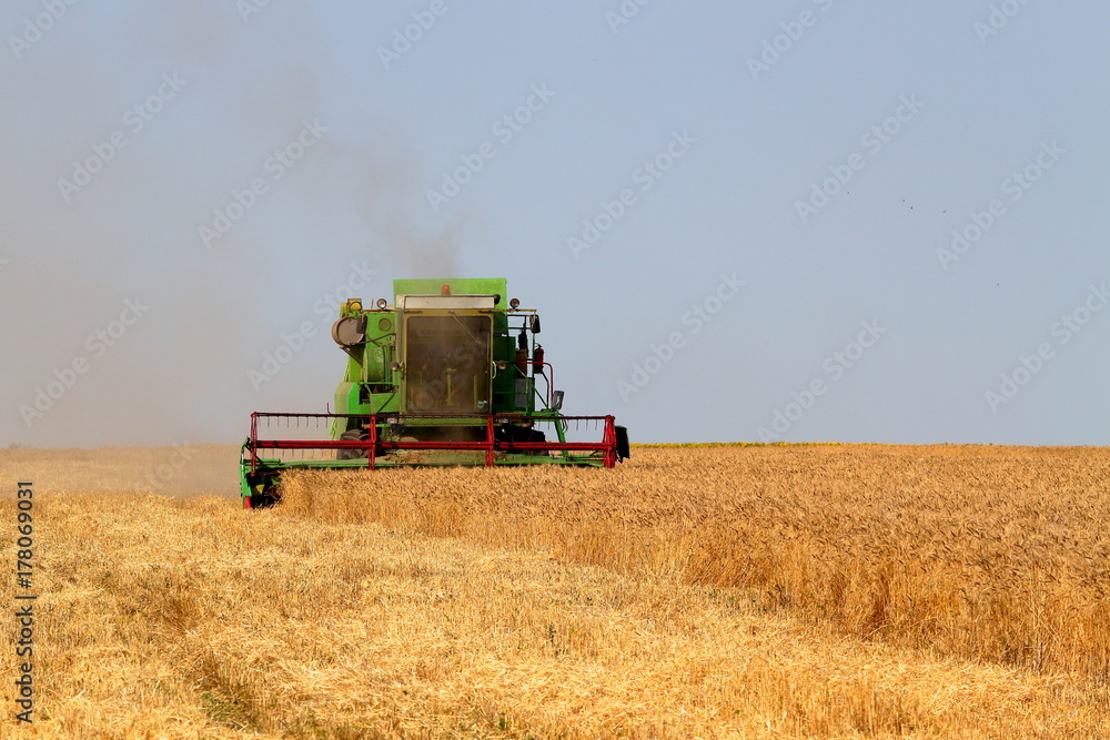 Obraz premium Harvester in the field harvesting barley