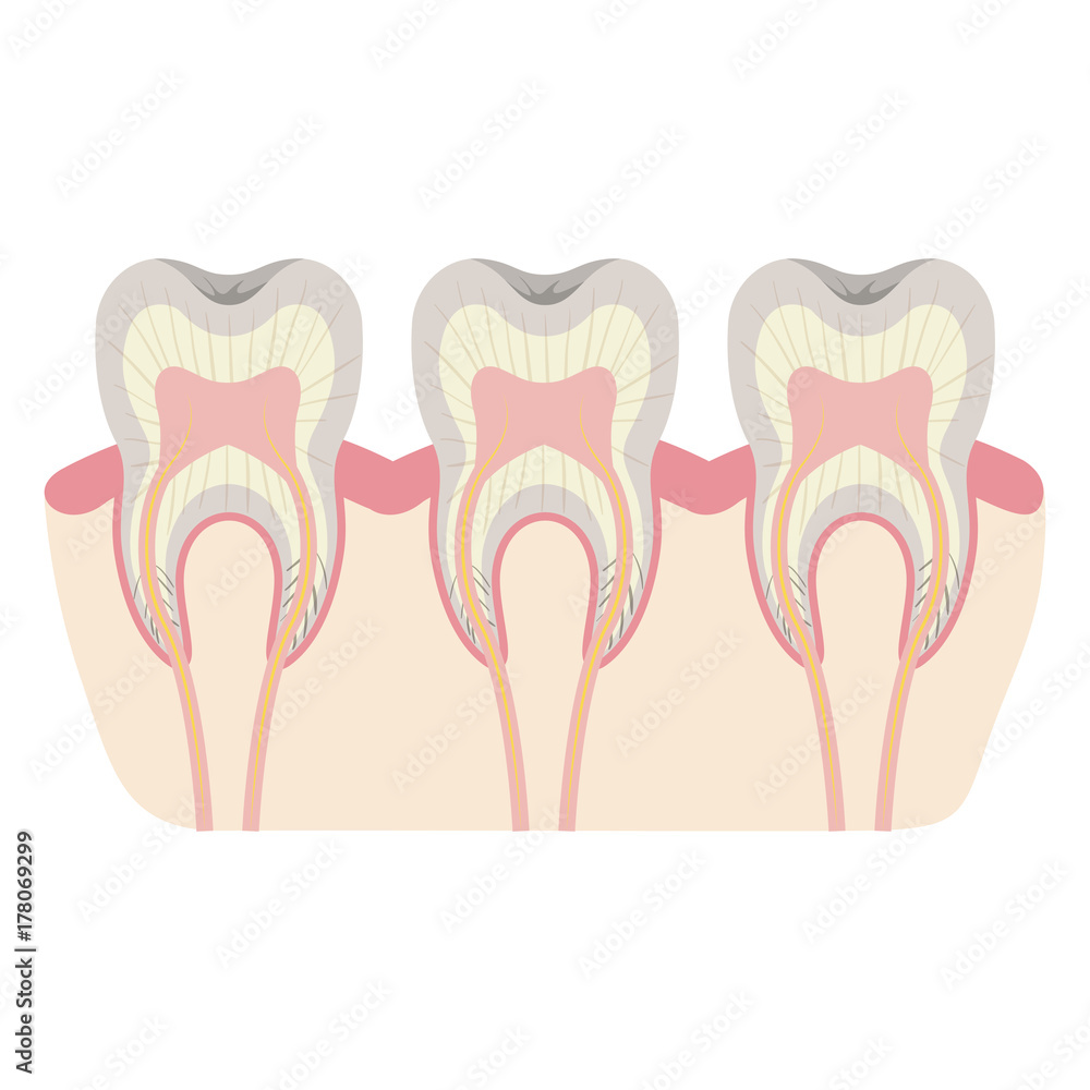 teeth with nerve and tooth root view colorful silhouette teeth with nerve and tooth root view colorful silhouette