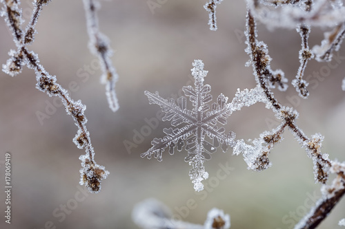Snowflake frozen stuck to thin branches covered in frost. © Images By Jefunne