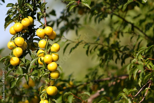 Beautiful shiny fresh yellow mirabelle plums fruit on tree branch
