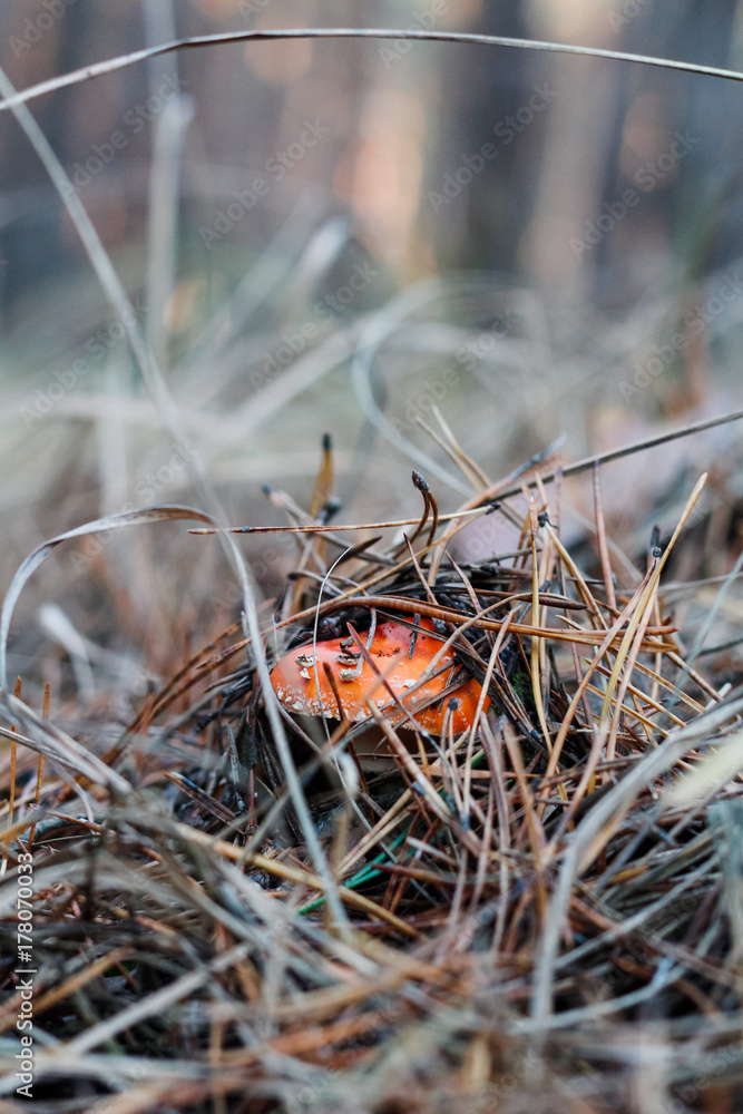 mushroom in the forest under the grass mushroom in the forest under the grass