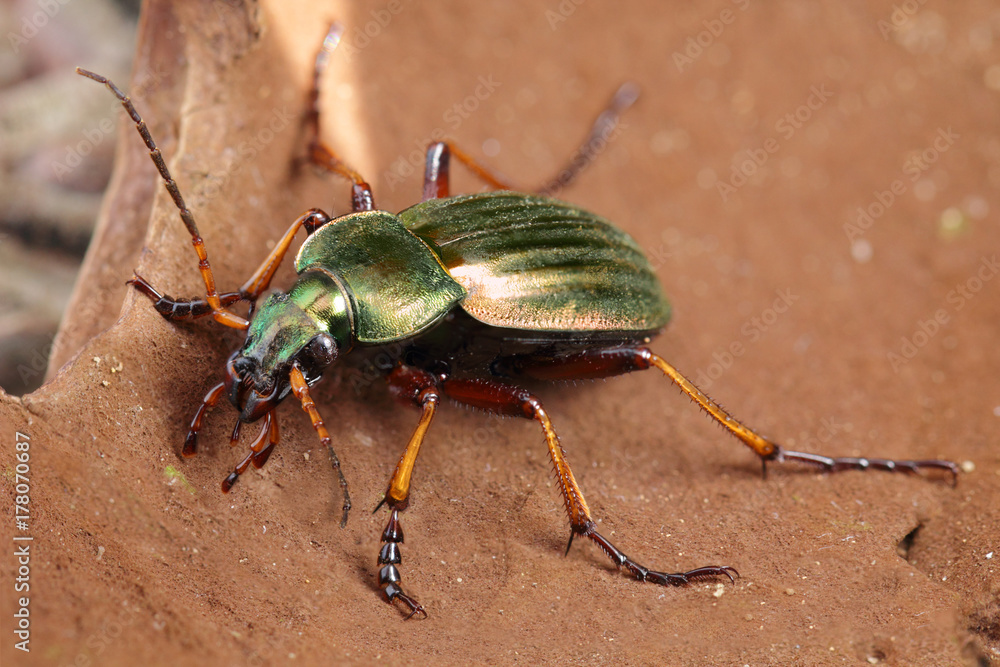 Insecte scarabée coléoptère à la carapace verte métallisée aux grandes antennes. Grand carabe doré espagnol. Insecte scarabée coléoptère à la carapace verte métallisée aux grandes antennes. Grand carabe doré espagnol.
