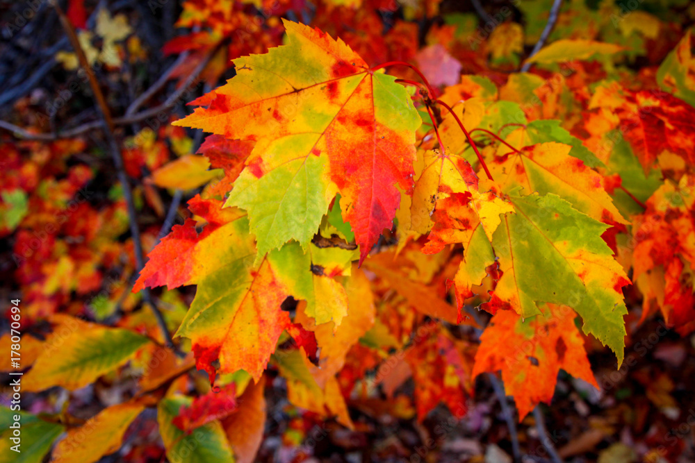 fall leafs fall leafs