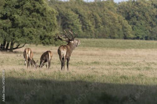 Red Deer (Cervus elaphus) calling stag, Royal Deer Park, Klampenborg, Copenhagen, Denmark