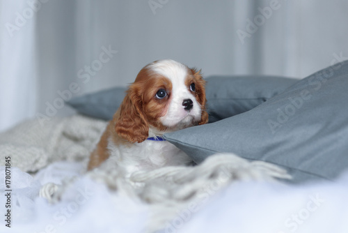 Valokuva Cavalier King Charles Spaniel