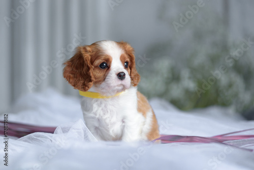 Cavalier King Charles Spaniel