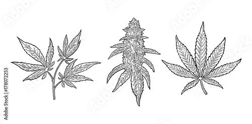 Marijuana mature plant with leaves and buds. Vector engraving illustration