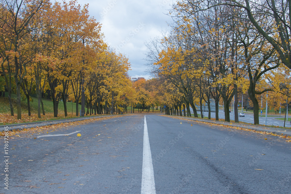 Road among yellow autumn trees
