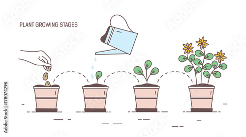 Growing stages of potted plant - seeding, sprout, watering of seedlings, flowering. Visualization of life cycle, growth or development of houseplant, home gardening, cultivation. Vector illustration.