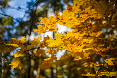 Photo from below autumnal tree and sky