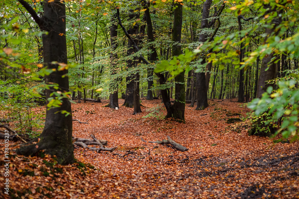 Foliage scene in an autumn forest with various details. Foliage scene in an autumn forest with various details.