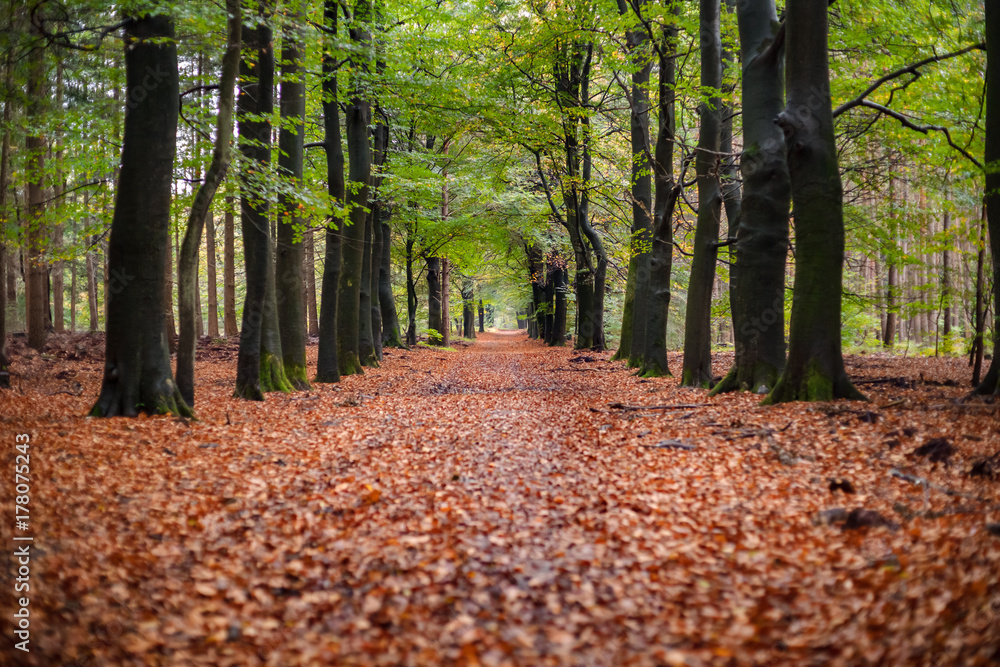 Foliage scene in an autumn forest with various details.