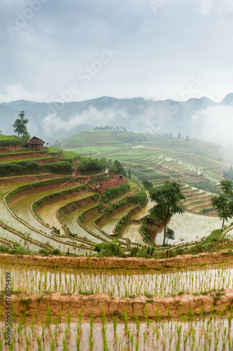 Rice fields, Bac Ha District, Lao Cai, Vietnam photo