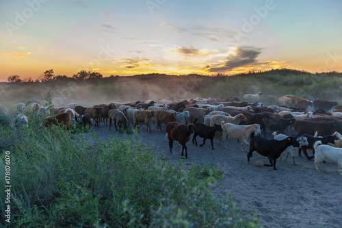 Quadro su tela shepherd with herd of sheep at sunset return from the pasture