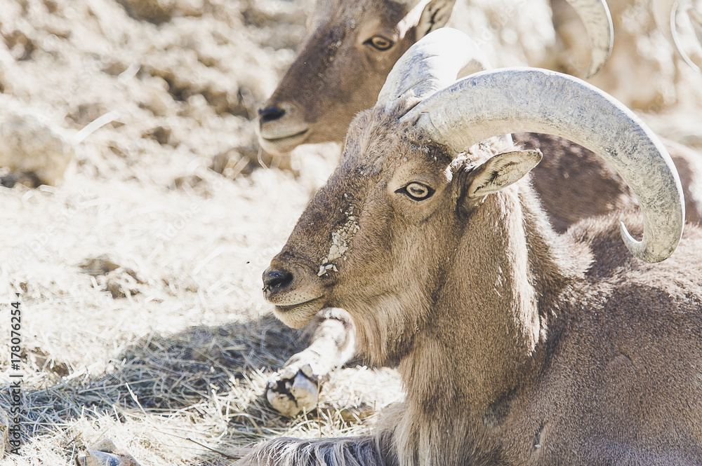 Mouflon à manchettes Mouflon à manchettes