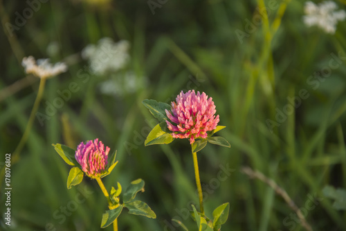 Pink clover flowers on a green background