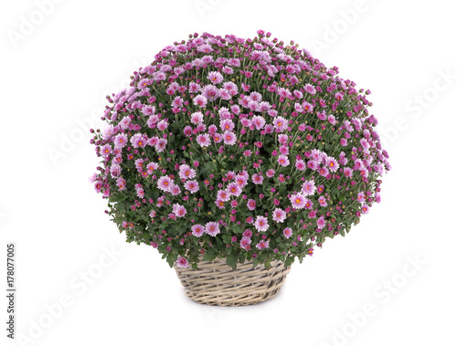 chrysanthemum