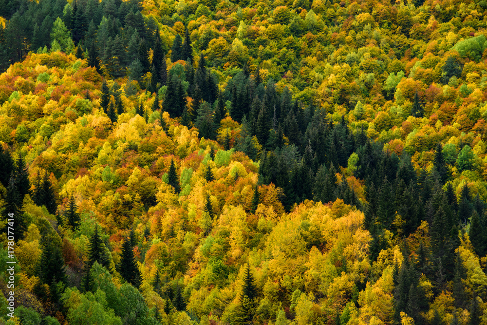 Autumn forest in Mestia,Georgia