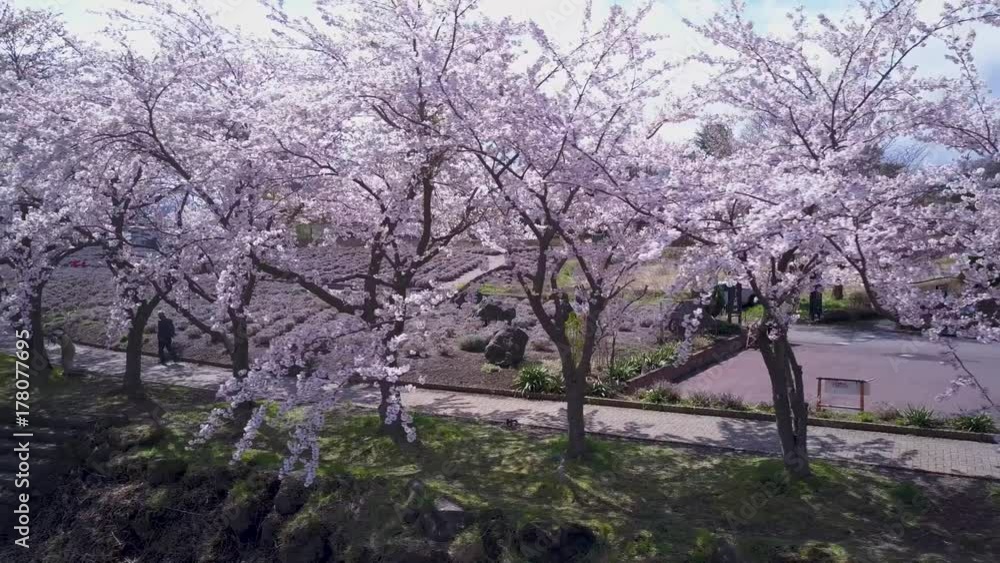 4k Passing Through Sakura Trees, Spring Hanami In Japan 4k Passing Through Sakura Trees, Spring Hanami In Japan