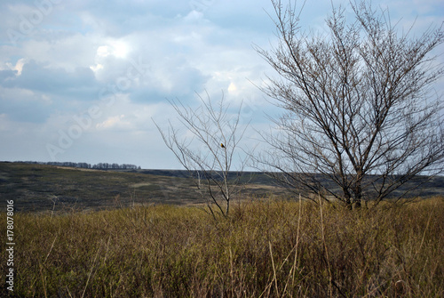 Blue cloudy rainy sky above the meadow with yellow and green grass and trees without leaves