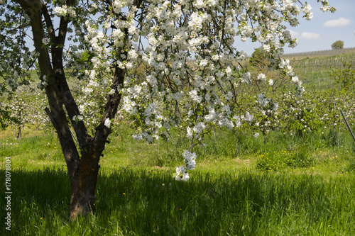 Blühende Obstbäume an einem Weinberg
