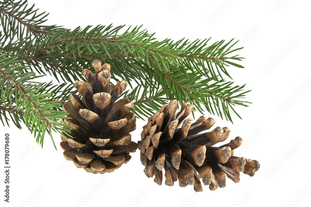 branch of Christmas tree with cones isolated on white background branch of Christmas tree with cones isolated on white background