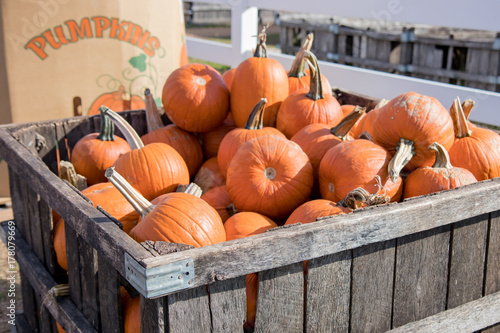 Crate of pumpkins