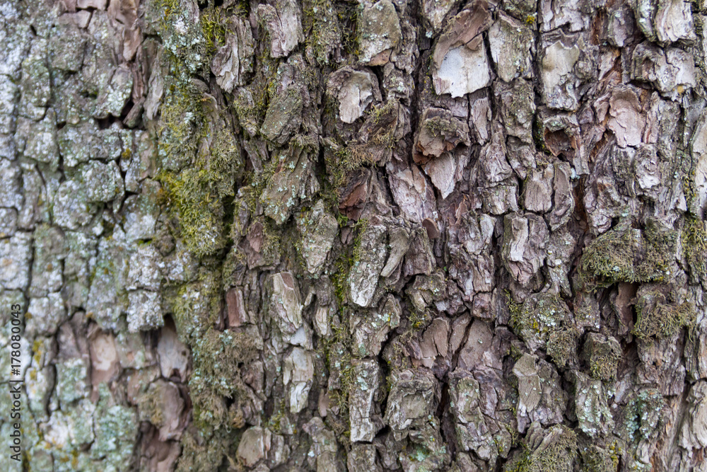 Tree bark texture. Wood background Tree bark texture. Wood background