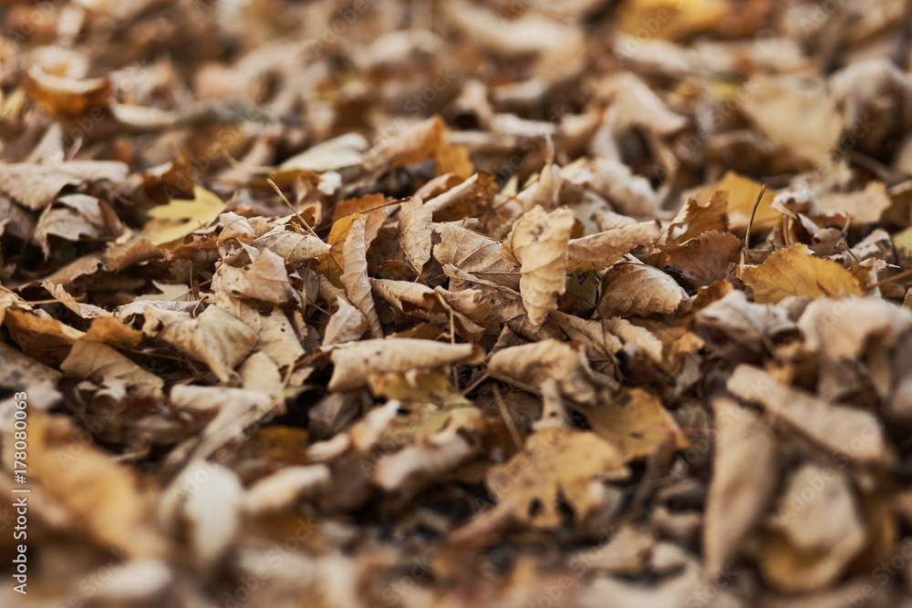 Autumn motives, Yellow, brown and red leaves on the ground, blur, selective focus Autumn motives, Yellow, brown and red leaves on the ground, blur, selective focus