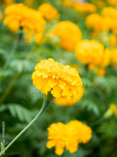 Marigold in garden © ParinPIX
