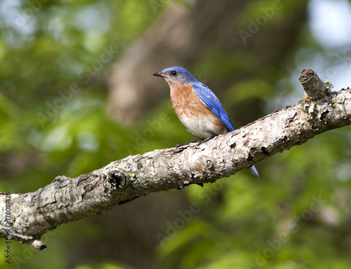Male Eastern Bluebird on a Tree Branch