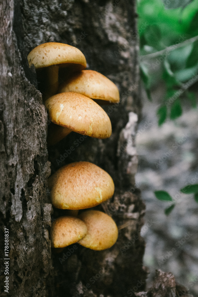Wild big laughing gym mushrooms growing on a tree stump in a forest Wild big laughing gym mushrooms growing on a tree stump in a forest